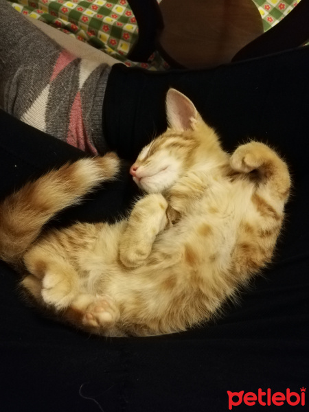Sarman, Kedi  Ponçik fotoğrafı
