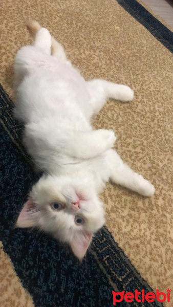 İran Kedisi (Persian), Kedi  Bulut fotoğrafı