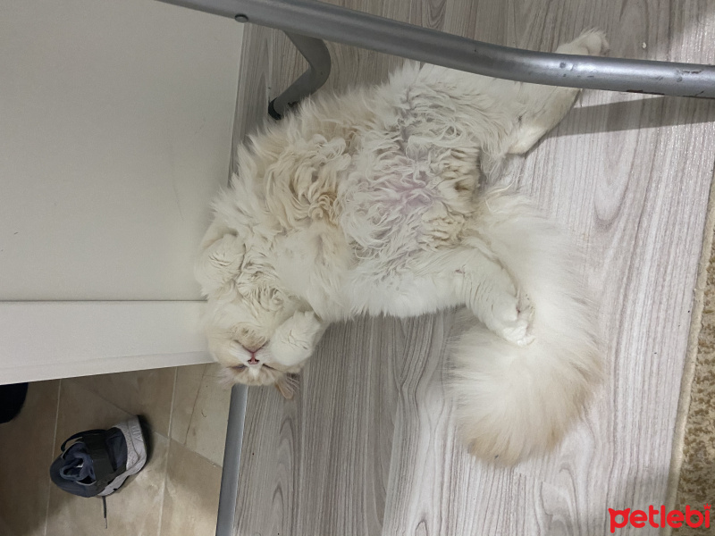 İran Kedisi (Persian), Kedi  Bulut fotoğrafı