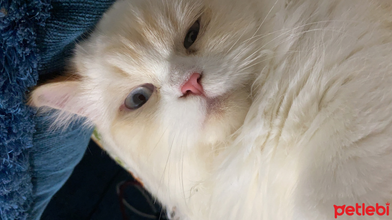 İran Kedisi (Persian), Kedi  Bulut fotoğrafı
