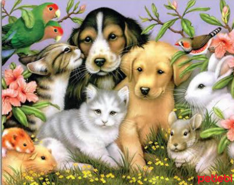 Tekir Kedi, Kedi  Hayvanlar Hepimizin! fotoğrafı