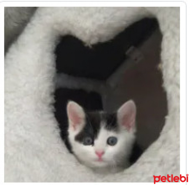 Tekir Kedi, Kedi  Hayvanlar Hepimizin! fotoğrafı