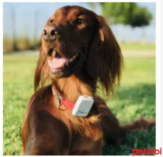 Tekir Kedi, Kedi  Hayvanlar Hepimizin! fotoğrafı