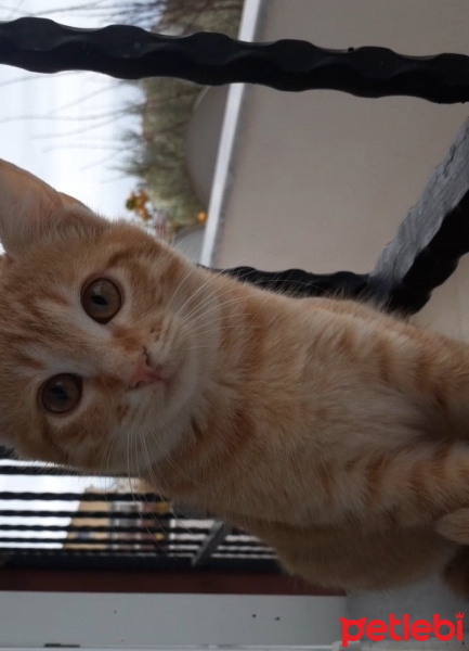 Sarman, Kedi  afacanlarım fotoğrafı