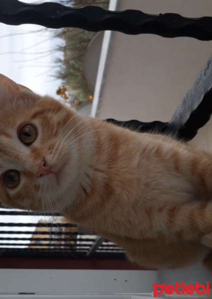 Sarman, Kedi  afacanlarım fotoğrafı