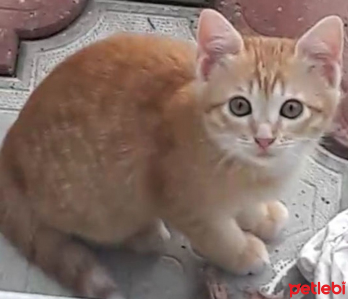 Sarman, Kedi  afacanlarım fotoğrafı