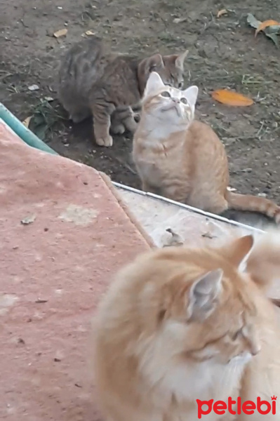 Sarman, Kedi  afacanlarım fotoğrafı