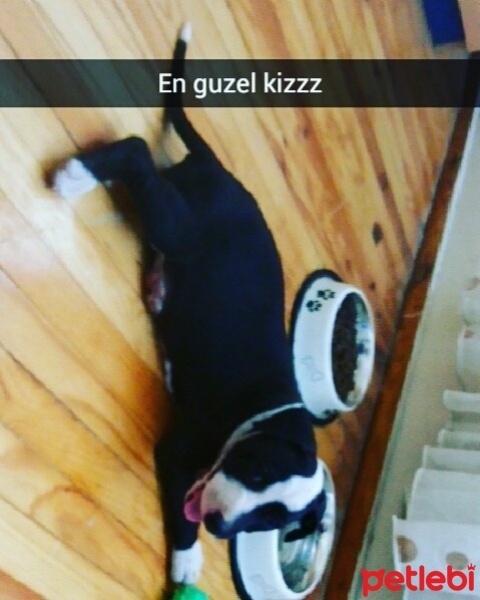 Amerikan Staffordshire Terrier, Köpek  Bia fotoğrafı