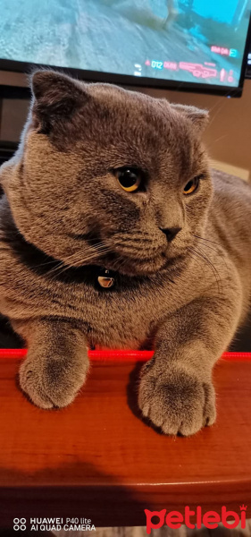 Scottish Fold, Kedi  Efes fotoğrafı