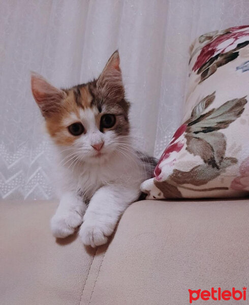 Norwegian Forest, Kedi  Miya fotoğrafı