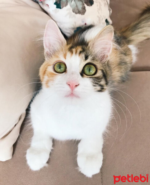 Norwegian Forest, Kedi  Miya fotoğrafı