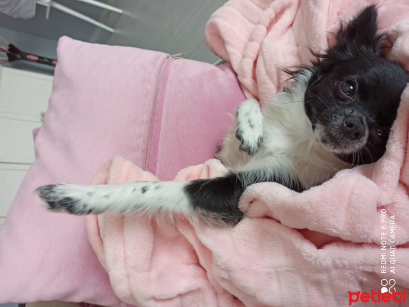 Chihuahua, Köpek  Hera fotoğrafı