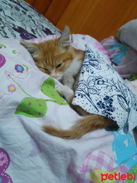 Sarman, Kedi  Reyna fotoğrafı