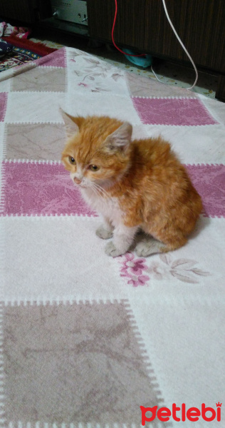 Sarman, Kedi  Reyna fotoğrafı