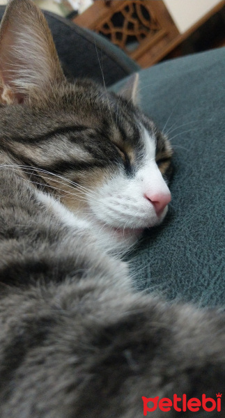 Tekir Kedi, Kedi  Minik fotoğrafı
