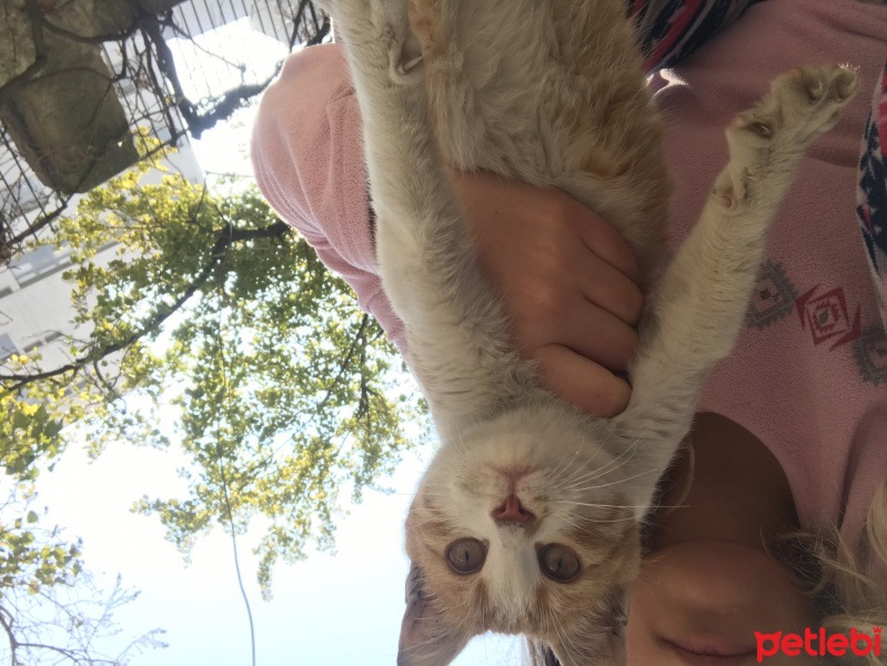 Sarman, Kedi  İsimsiz fotoğrafı