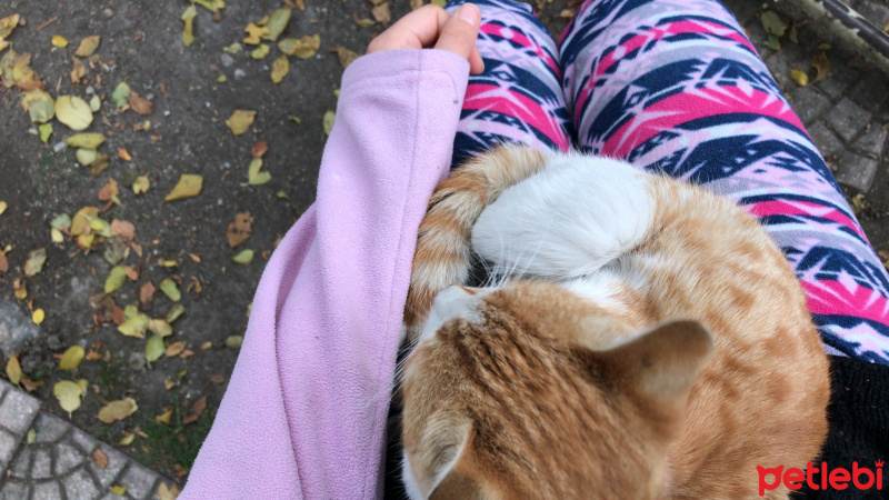 Sarman, Kedi  İsimsiz fotoğrafı