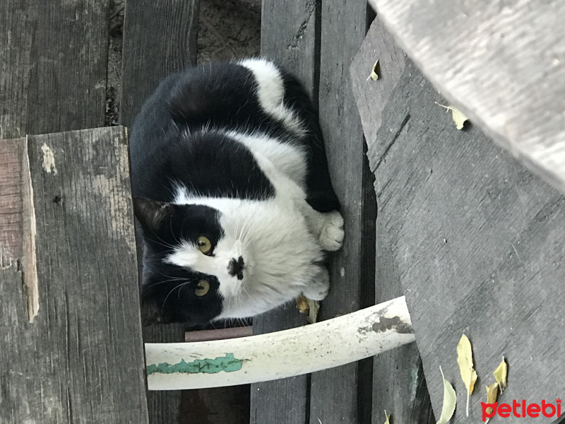 Sarman, Kedi  İsimsiz fotoğrafı