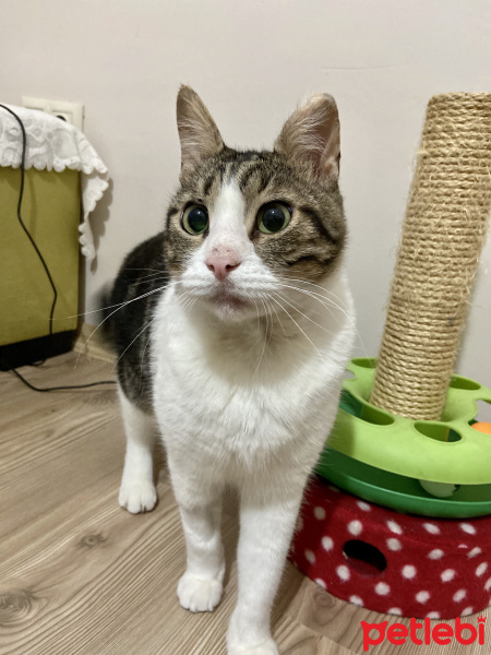 Tekir Kedi, Kedi  Minik fotoğrafı