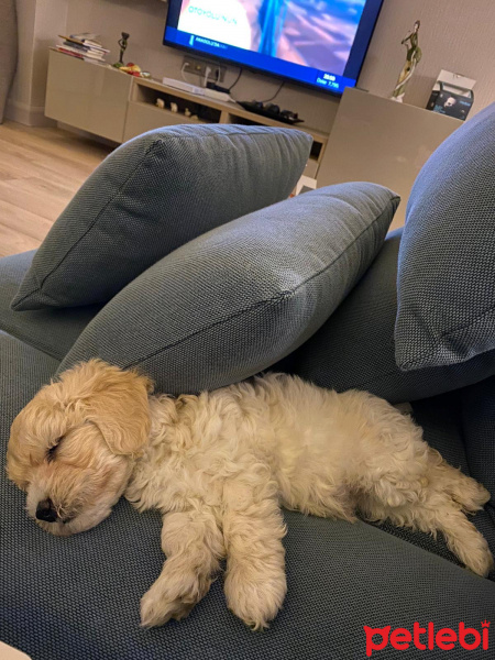 Poodle (Minyatür Kaniş), Köpek  Suki fotoğrafı