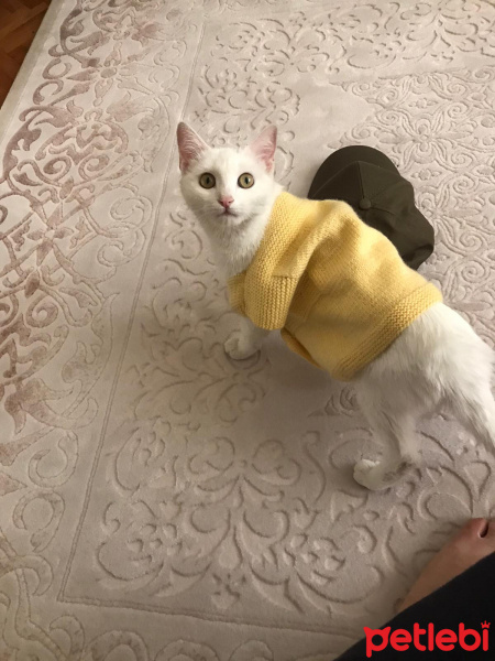 Ankara Kedisi, Kedi  Pamuk fotoğrafı