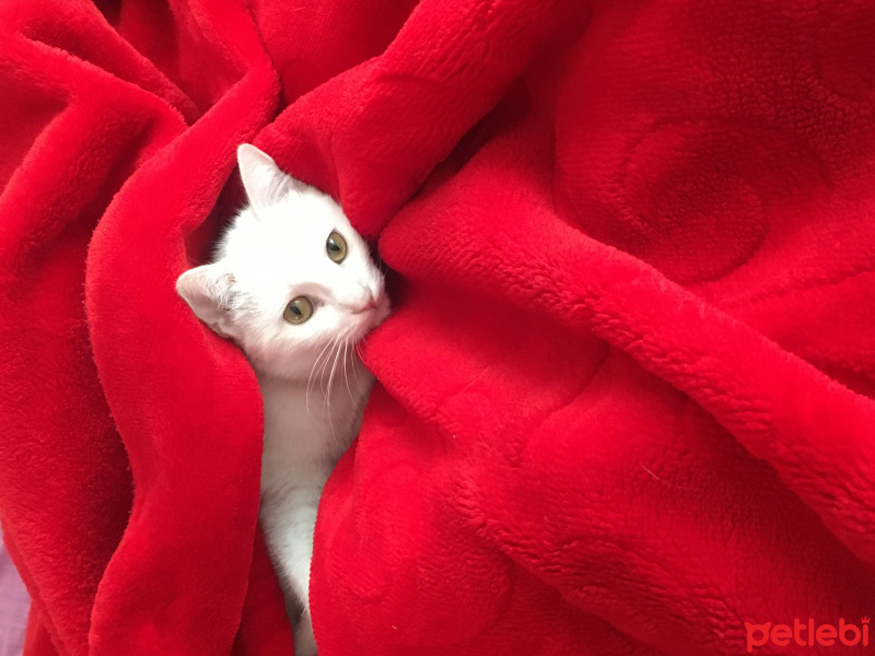 Ankara Kedisi, Kedi  Pamuk fotoğrafı