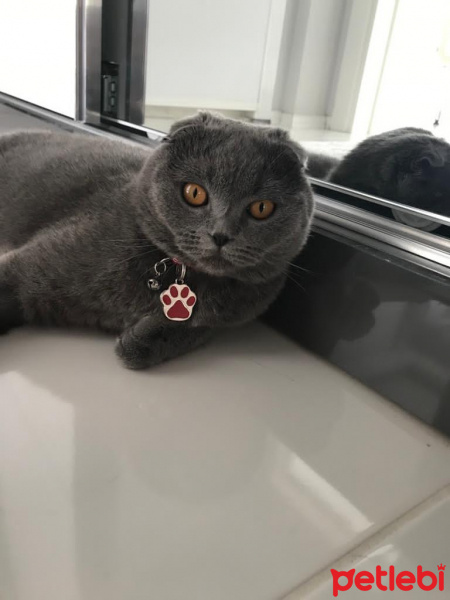 Scottish Fold, Kedi  Duman fotoğrafı
