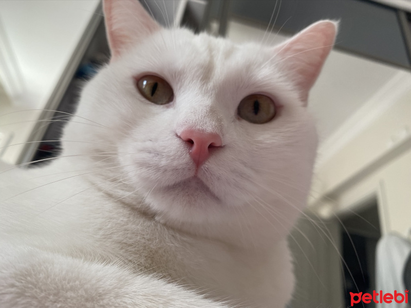 Van Kedisi, Kedi  Pamuk fotoğrafı