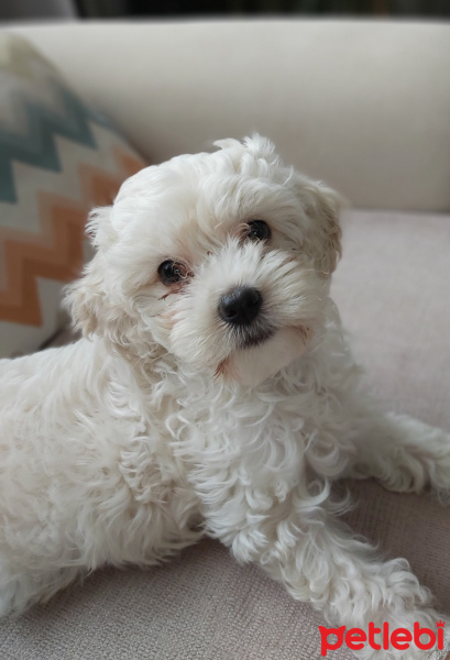 Poodle(Standart Kaniş), Köpek  Muffy fotoğrafı