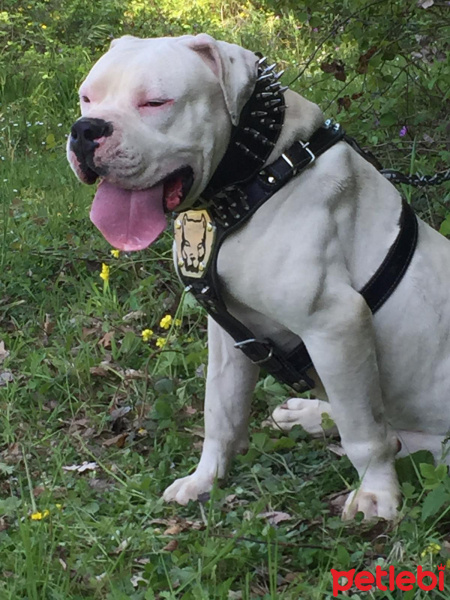 Amerikan Bulldog, Köpek  Bulut fotoğrafı