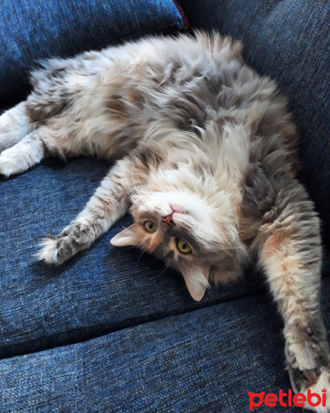 Somali, Kedi  Poly fotoğrafı