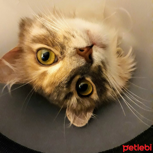 Somali, Kedi  Poly fotoğrafı