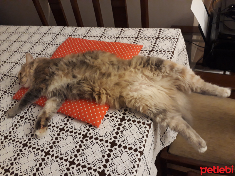Somali, Kedi  Poly fotoğrafı