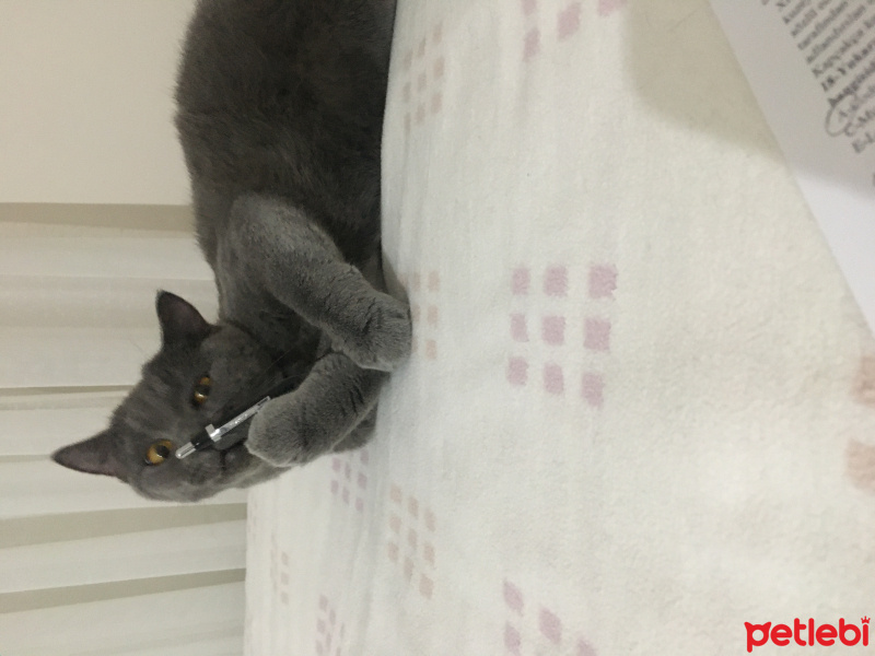 British Shorthair, Kedi  Kiraz fotoğrafı