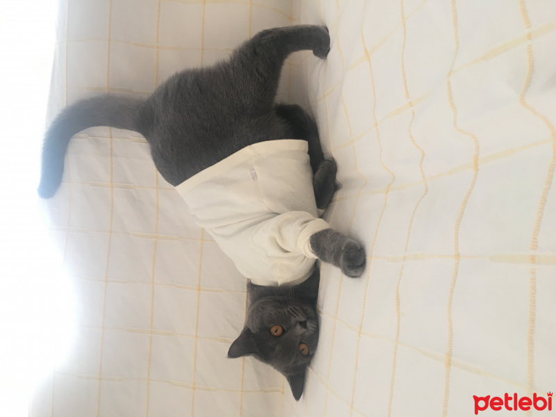 British Shorthair, Kedi  Kiraz fotoğrafı