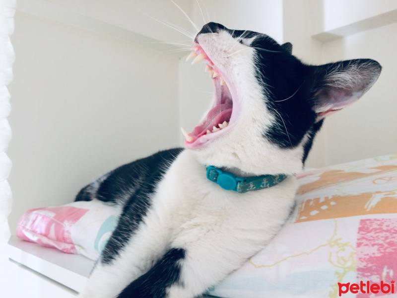 Tekir Kedi, Kedi  Derin fotoğrafı