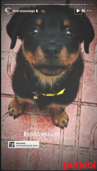 Rottweiler, Köpek  BOSS fotoğrafı