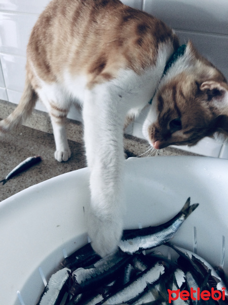 Sarman, Kedi  Soley fotoğrafı