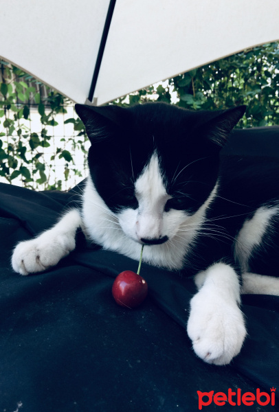 Tekir Kedi, Kedi  Felix fotoğrafı