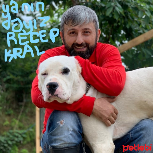 Kangal, Köpek  zeynaa ve bozo fotoğrafı