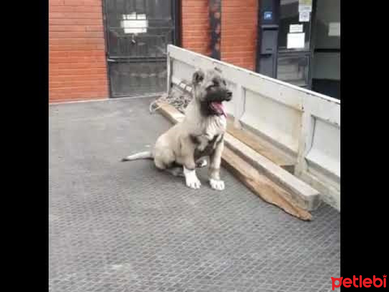 Kangal, Köpek  zeynaa ve bozo fotoğrafı