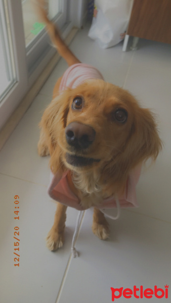 Amerikan Cocker Spaniel, Köpek  Nazlı fotoğrafı