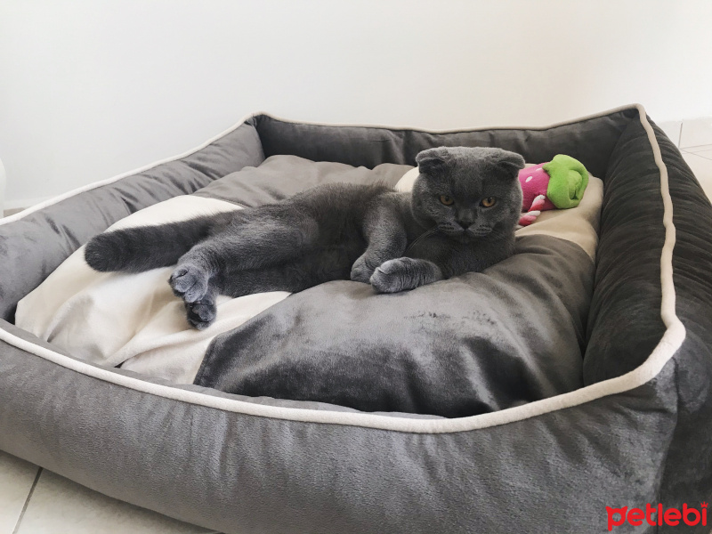 Scottish Fold, Kedi  Beymen fotoğrafı