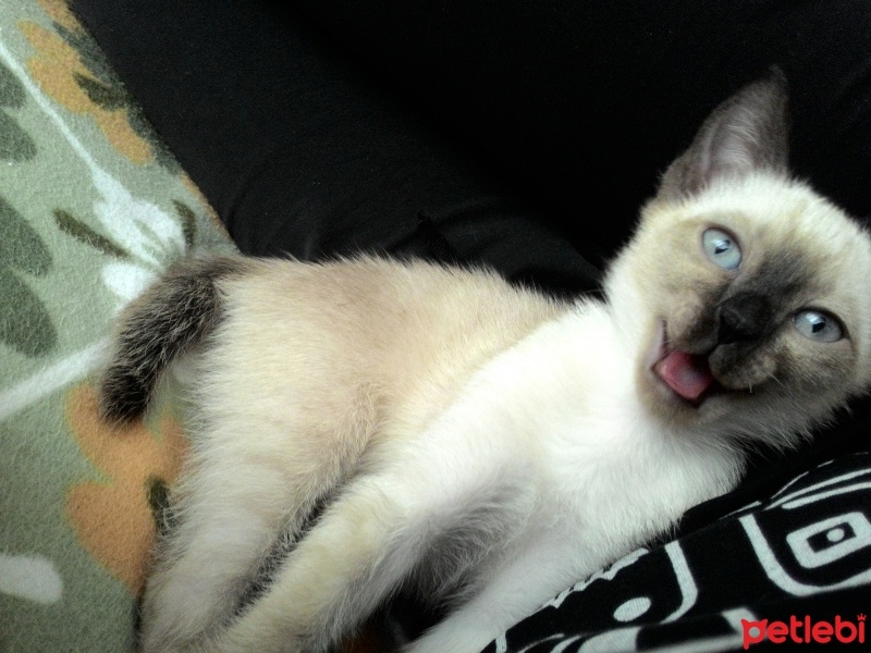 Siyam Kedisi, Kedi  Ege fotoğrafı