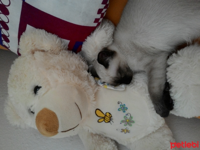 Siyam Kedisi, Kedi  Ege fotoğrafı