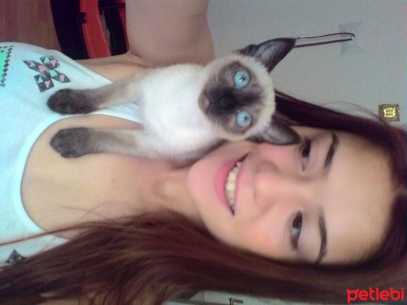 Siyam Kedisi, Kedi  Ege fotoğrafı