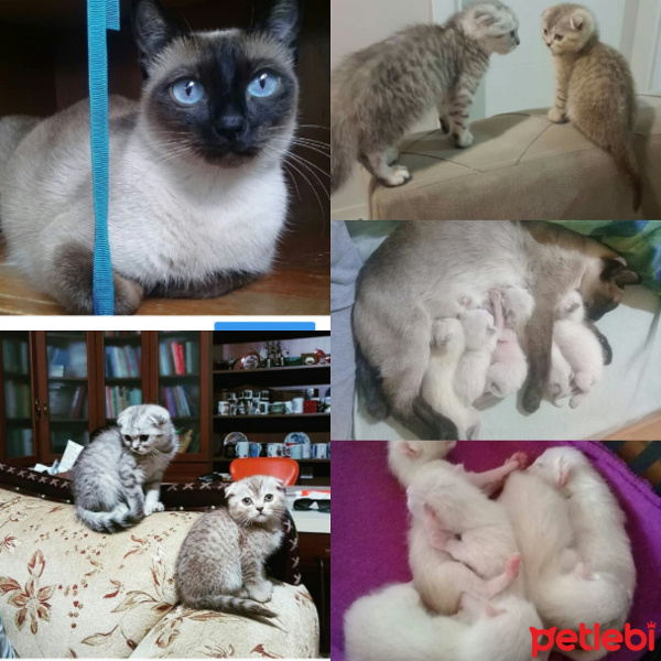 Siyam Kedisi, Kedi  Ege fotoğrafı