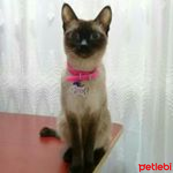 Siyam Kedisi, Kedi  Ege fotoğrafı