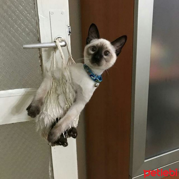 Siyam Kedisi, Kedi  Ege fotoğrafı