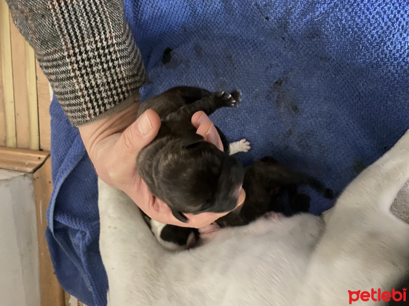 Fransız Bulldog, Köpek  Arthur fotoğrafı